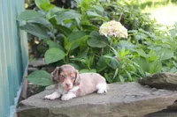 Manny, a male Miniature Dachshund for sale in Clyde, NY – 2 of 4
