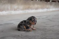 Micky, a male Miniature Dachshund for sale in Clyde, NY – 2 of 3