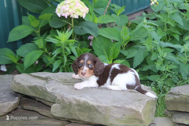 Mendin – Miniature Dachshund puppy for sale in Clyde, NY