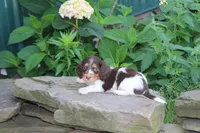 Mendin, a male Miniature Dachshund for sale in Clyde, NY – 2 of 2