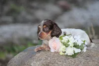 Andy, a male Miniature Dachshund for sale in Clyde, NY – Photo 4 of 7