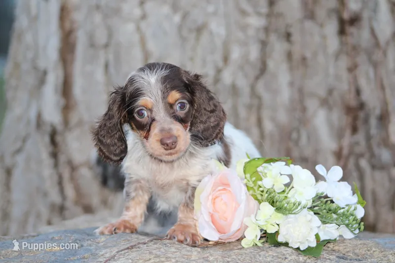 Andy – Miniature Dachshund puppy for sale in Clyde, NY