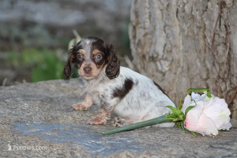 Andy – Miniature Dachshund puppy for sale in Clyde, NY