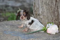 Andy, a male Miniature Dachshund for sale in Clyde, NY – Photo 5 of 7