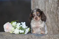 Andy, a male Miniature Dachshund for sale in Clyde, NY – Photo 3 of 7