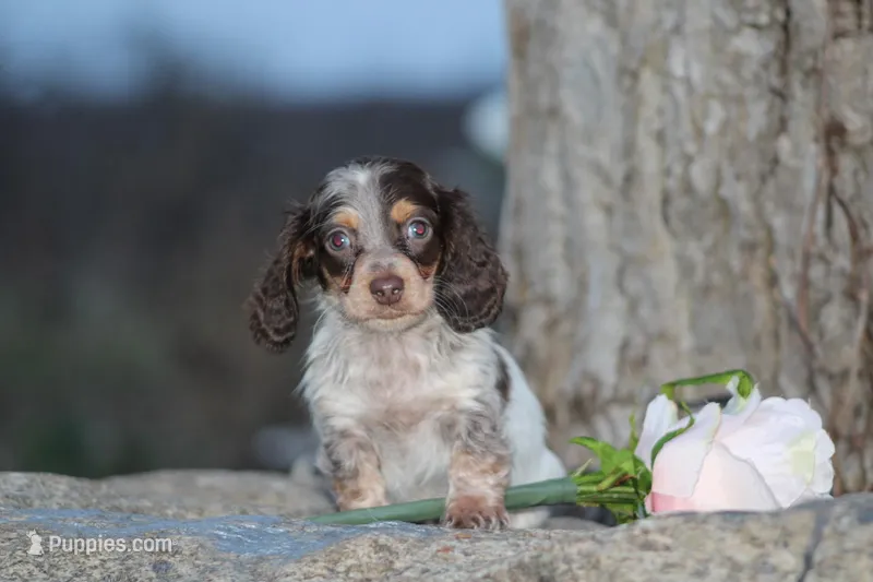 Andy – Miniature Dachshund puppy for sale in Clyde, NY