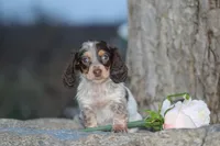 Andy, a male Miniature Dachshund for sale in Clyde, NY – Photo 2 of 7