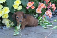 Jody, a female Miniature Dachshund for sale in Clyde, NY – 4 of 6
