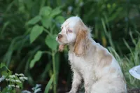 Sara, a female Cocker Spaniel for sale in Clyde, NY – 4 of 5