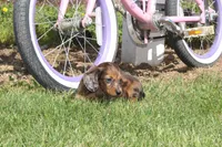 Julie, a female Miniature Dachshund for sale in Clyde, NY – 3 of 6
