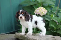 Kandy, a male Cocker Spaniel for sale in Clyde, NY – 3 of 3