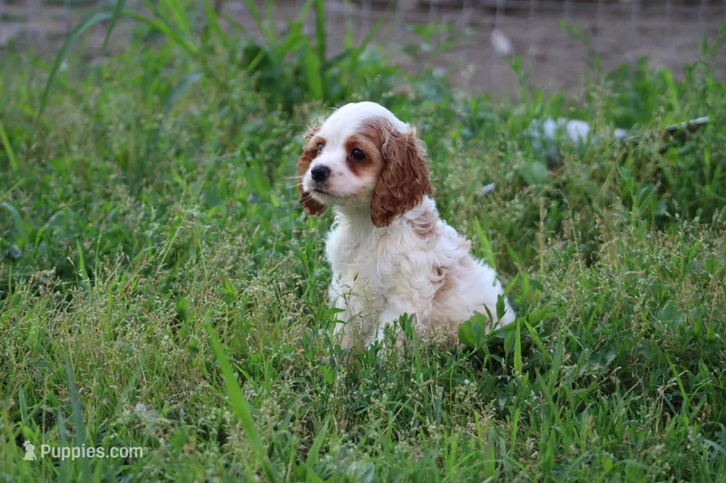 Kezia – Cocker Spaniel puppy for sale in Clyde, NY