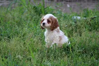 Kezia, a female Cocker Spaniel for sale in Clyde, NY – 1 of 3