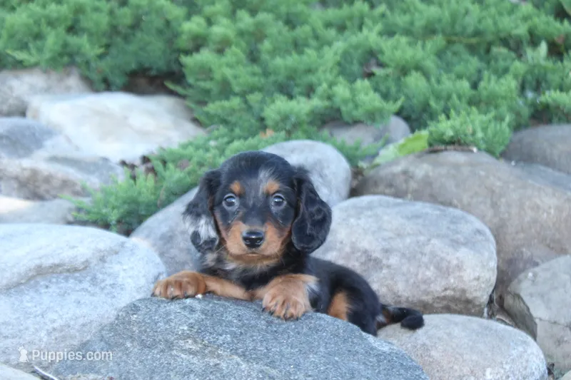 Jalisa – Miniature Dachshund puppy for sale in Clyde, NY