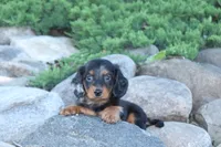 Jalisa, a female Miniature Dachshund for sale in Clyde, NY – 4 of 6