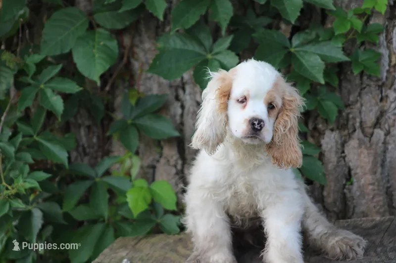 Susie – Cocker Spaniel puppy for sale in Clyde, NY