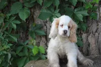 Susie, a female Cocker Spaniel for sale in Clyde, NY – 1 of 3