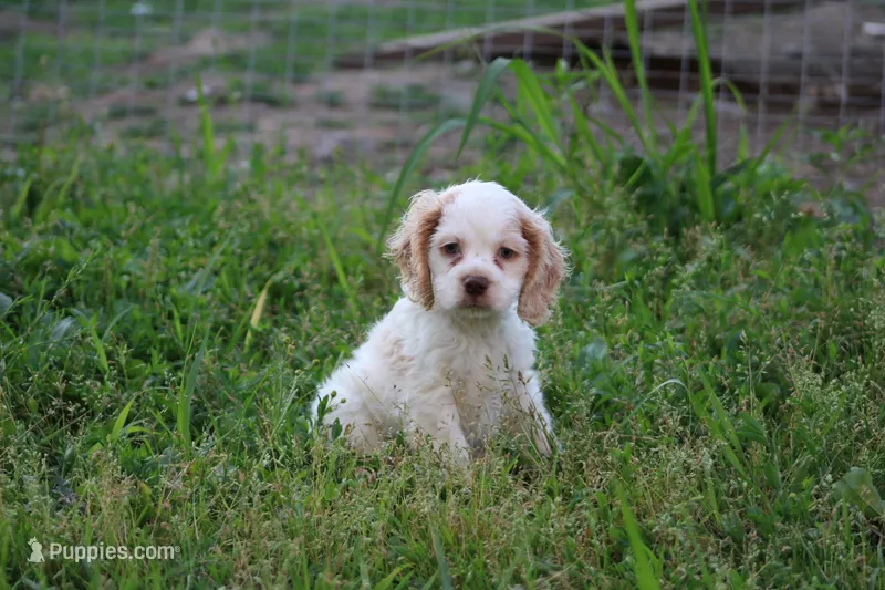 Kerry – Cocker Spaniel puppy for sale in Clyde, NY