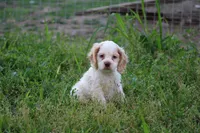 Kerry, a male Cocker Spaniel for sale in Clyde, NY – 1 of 3