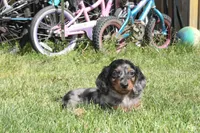 Jaylon, a male Miniature Dachshund for sale in Clyde, NY – 2 of 5