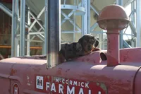 Tanner, a male Miniature Dachshund for sale in Clyde, NY – 3 of 4