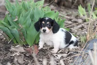 Arianna , a female Miniature Dachshund for sale in Clyde, NY – Photo 3 of 5