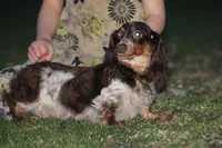 Arianna , a female Miniature Dachshund for sale in Clyde, NY – Photo 5 of 5