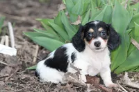 Arianna , a female Miniature Dachshund for sale in Clyde, NY – Photo 1 of 5