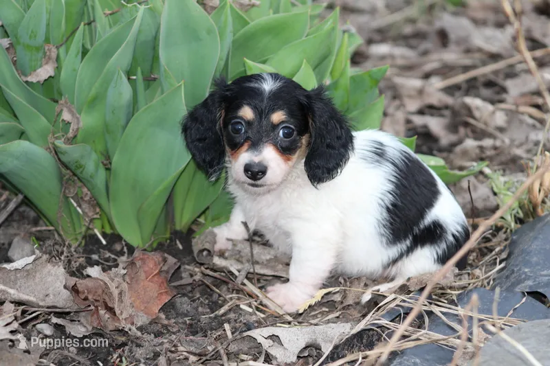 Arianna  – Miniature Dachshund puppy for sale in Clyde, NY