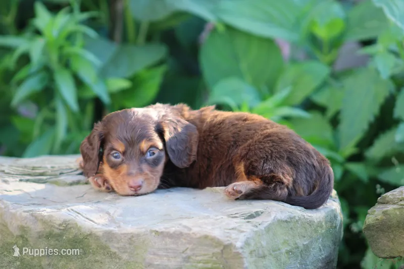 Marcus – Miniature Dachshund puppy for sale in Clyde, NY