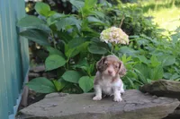 Manny, a male Miniature Dachshund for sale in Clyde, NY – 3 of 4