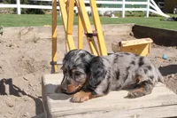 Justin, a male Miniature Dachshund for sale in Clyde, NY – 4 of 6