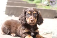 Missy, a male Miniature Dachshund for sale in Clyde, NY – 2 of 4
