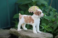 Tirza, a female Poodle - Toy  for sale in Clyde, NY – 3 of 3