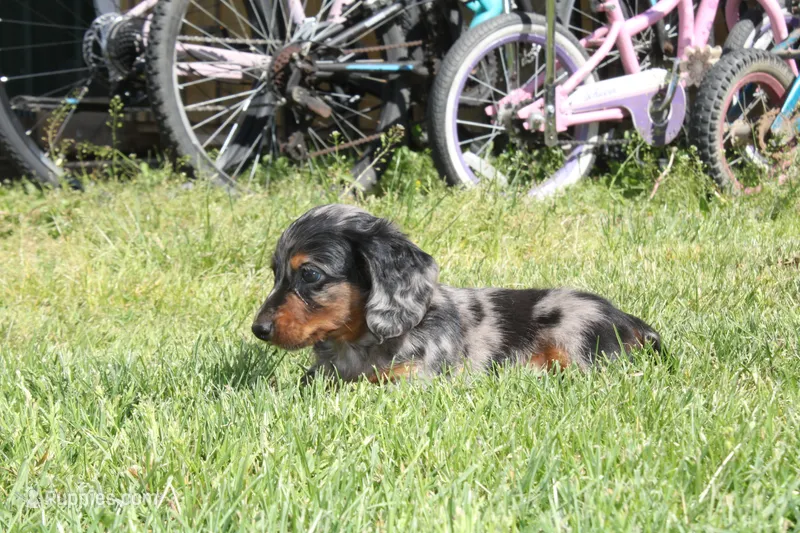 Jaylon – Miniature Dachshund puppy for sale in Clyde, NY