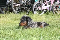Jaylon, a male Miniature Dachshund for sale in Clyde, NY – 1 of 5
