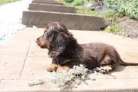 Missy, a male Miniature Dachshund for sale in Clyde, NY – 4 of 4