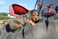 Tahoe, a male Miniature Dachshund for sale in Clyde, NY – 2 of 3