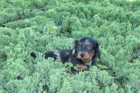 Jalisa, a female Miniature Dachshund for sale in Clyde, NY – 2 of 6