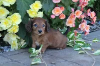 Jody, a female Miniature Dachshund for sale in Clyde, NY – 1 of 6