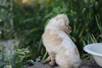 Sara, a female Cocker Spaniel for sale in Clyde, NY – 3 of 5