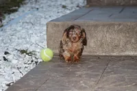 Dakota , a male Miniature Dachshund for sale in Clyde, NY – Photo 2 of 4