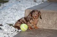 Dakota , a male Miniature Dachshund for sale in Clyde, NY – Photo 1 of 4