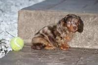 Dakota , a male Miniature Dachshund for sale in Clyde, NY – Photo 4 of 4