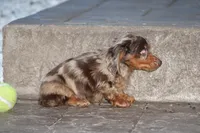 Dakota , a male Miniature Dachshund for sale in Clyde, NY – Photo 3 of 4