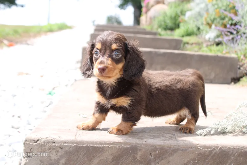Mark – Miniature Dachshund puppy for sale in Clyde, NY