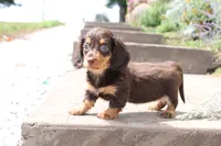 Mark, a male Miniature Dachshund for sale in Clyde, NY – 1 of 4