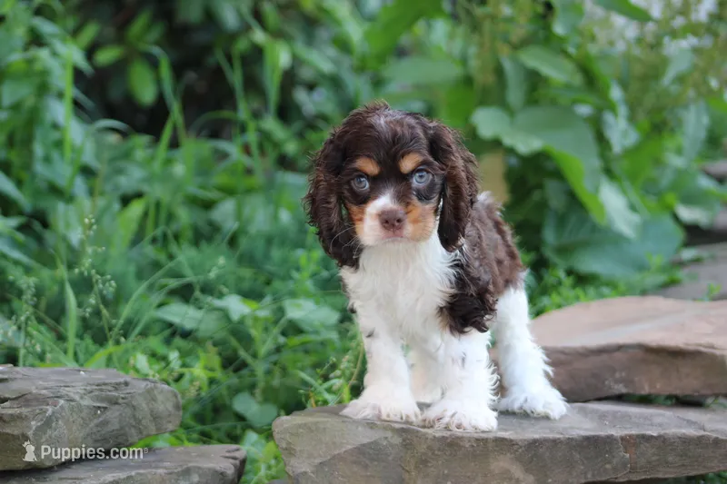 Kent – Cocker Spaniel puppy for sale in Clyde, NY