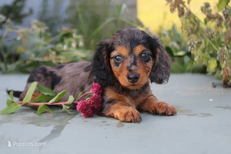 Danny – Miniature Dachshund puppy for sale in Clyde, NY