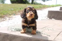 Mark, a male Miniature Dachshund for sale in Clyde, NY – 4 of 4